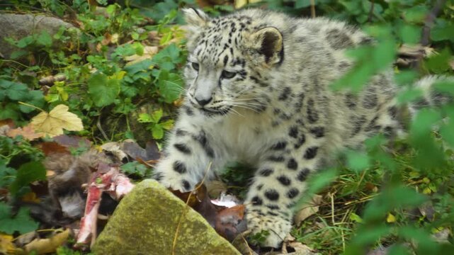 close up of a young snow leopard cup chewing on a bone and eating meat on a meadow on cloudy spring day
