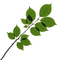 Naklejka premium A single branch with small green leaves extending from a thin stem isolated on transparent background