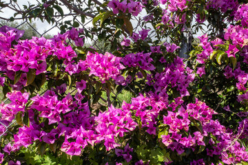 Purple bougainvillea flowers climbing on wire mesh fence