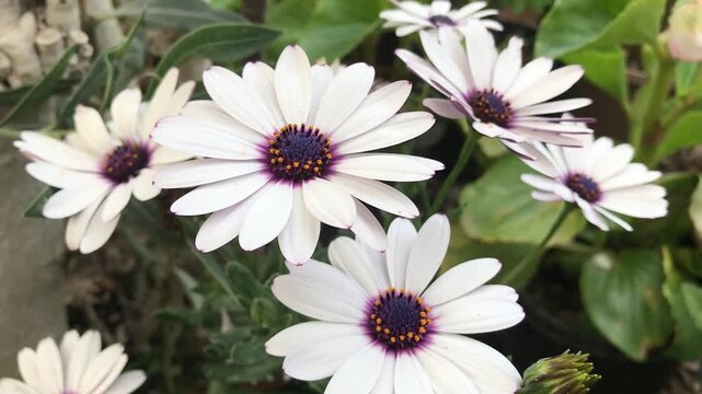 White Daisy Flower close up.  Cape marguerite isolated, African daisy, Cape daisy. White flower background. 