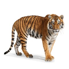 Obraz premium A majestic tiger walking towards the camera on a white background