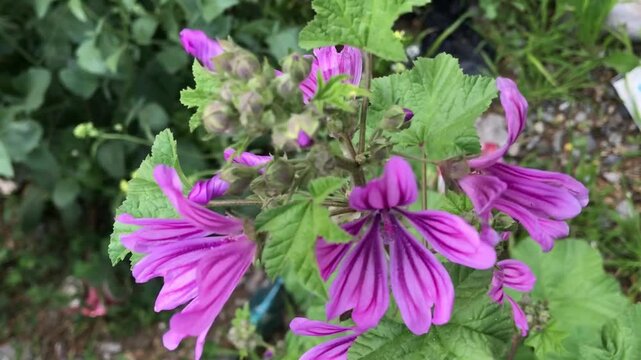 Malva sylvestris close up. Malva isolated in green leaves. Macro Shot of Common Mallow (Malva Sylvestris) with Lush Petals. Purple flower. 