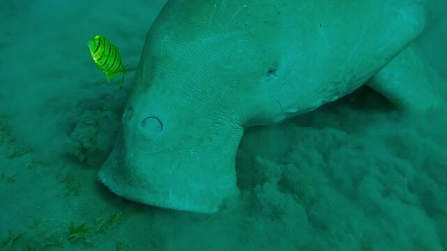 Portrait of Sea Cow Dugong dugon grazing on sandy-silty seabed, greedily feeding Smooth ribbon seagrass Cymodocea rotundata, with a Golden Trevally Gnathanodon speciosus swim around it, Slow motion