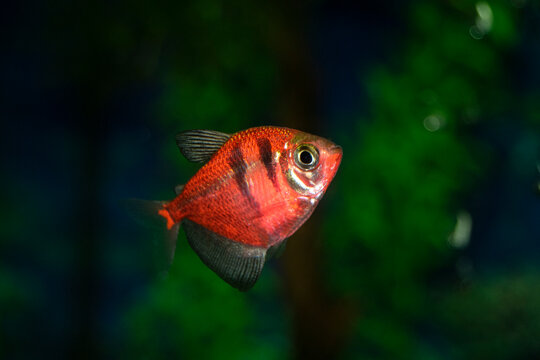 Aquarium  fish-ternetzi swim. The Latin name Gymnocorymbus ternetzi. Close-up, blue background. One fish is with black stripes.