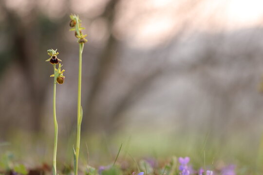 un' ophrys sphegodes in marzo al tramonto in un prato