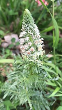 White Mignonette isolated. Reseda alba close up. Fragrant White Flower in Bloom