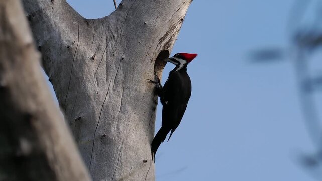 Pileated Woodpecker Excavating Nest Cavity in Tree Trunk Before Flight