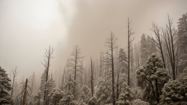 Forest fog
