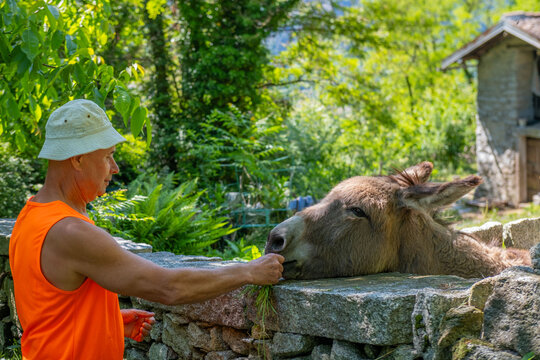 Happy tourist feeding donkey with fresh grass, enjoying bond, connection with farm animal, rural harmony moment, Equus africanus asinus