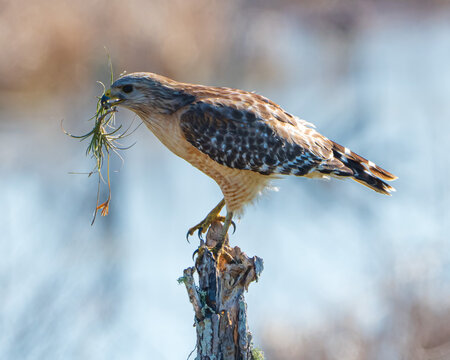 Red Shouldered Hawk perched in a tree