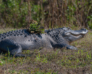 Obraz premium American Alligator in Lake Apopka, Florida
