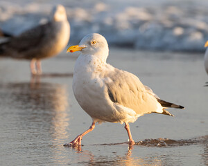 Obraz premium Seagull on a Florida Beach
