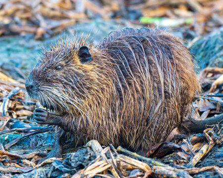 Invasive Nutria Rodent in a Florida Marsh