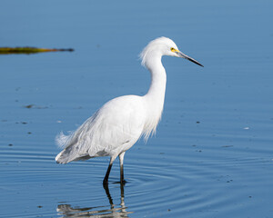 Obraz premium Snowy Egret in a Florida Marsh