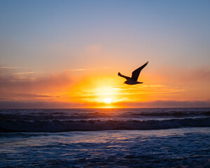 Fototapeta premium Seagulls on a Florida beach at sunrise