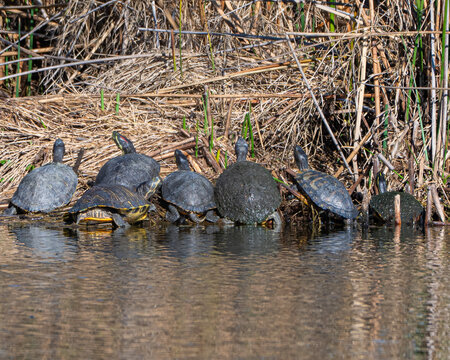 Turtles on a River bank in Florida