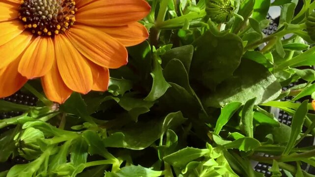 Close-up of orange African daisies blooming, Osteospermum. The flowers bloom in spring.