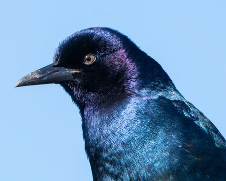 Close up of a Male Boat Tailed Grackle