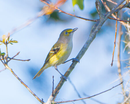 White eyed vireo perched on a branch