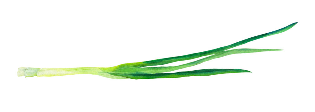 Green onion scallion watercolor illustration isolated on white background. Vegetable for cooking, food packaging and menu design.