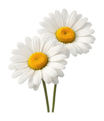 Fototapeta premium PNG Two daisies on white background.