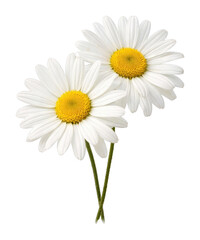 Fototapeta premium PNG Elegant daisies on white background.