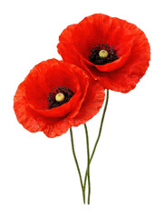 Obraz premium PNG Vibrant red poppies in bloom.