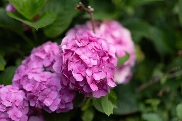 Fototapeta premium Vibrant Pink Hydrangea Blooms in a Summer Garden