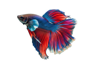 Fototapeta premium A vibrant red and blue betta fish with flowing fins and tail in full display isolated on transparent background