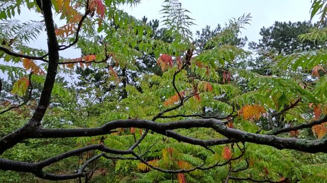 Red autumn leaves of staghorn sumac (Rhus typhina) in a garden, Ukraine