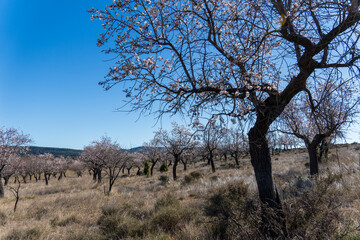 Spring blossom background. Beautiful nature scene with blooming almond tree on sunny day. Winter flowers. Beautiful orchard in Teruel Aragon Spain