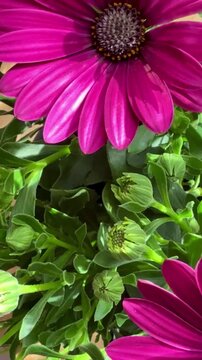 Close-up of purple African daisies blooming, Osteospermum. The flowers bloom in spring.
