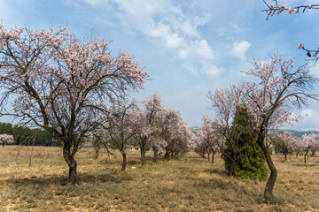 Fototapeta premium Spring blossom background. Beautiful nature scene with blooming almond tree on sunny day. Winter flowers. Beautiful orchard in Teruel Aragon Spain
