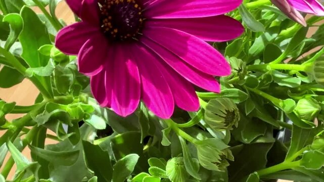Close-up of purple African daisies blooming, Osteospermum. The flowers bloom in spring.