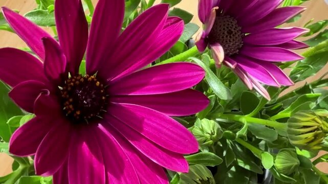 Close-up of purple African daisies blooming, Osteospermum. The flowers bloom in spring.