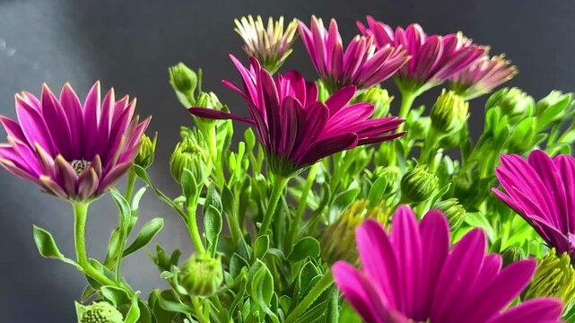 Close-up of purple African daisies blooming, Osteospermum. The flowers bloom in spring.