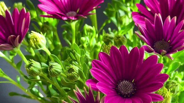 Close-up of purple African daisies blooming, Osteospermum. The flowers bloom in spring.