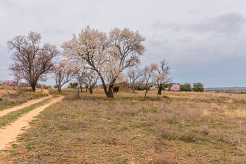 Almond trees in bloom in the fields of Teruel in spring. Aragon Spain