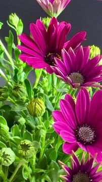 Close-up of purple African daisies blooming, Osteospermum. The flowers bloom in spring.