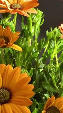 Close-up of orange African daisies blooming, Osteospermum. The flowers bloom in spring.