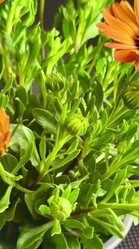 Close-up of orange African daisies blooming, Osteospermum. The flowers bloom in spring.