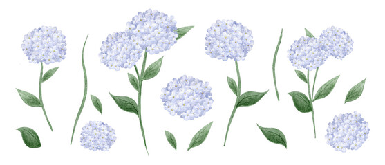 Watercolor light purple hydrangea DIY element set with a snail and leaves for summer design.-300dpi-   © URU
