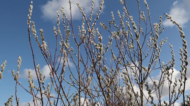 Willow catkins in spring time