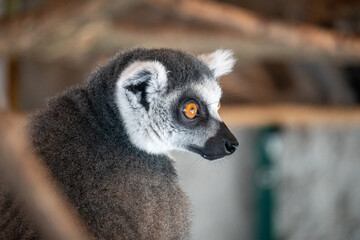 Obraz premium The ring-tailed lemur is a medium to larger-sized strepsirrhine primate and the most internationally recognized lemur species, owing to its long, black-and-white, ringed tail 
