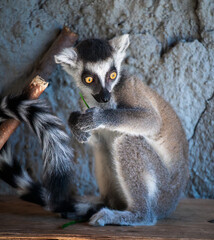 Fototapeta premium The ring-tailed lemur is a medium to larger-sized strepsirrhine primate and the most internationally recognized lemur species, owing to its long, black-and-white, ringed tail 