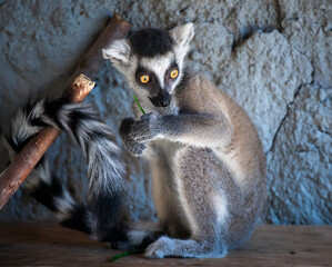 Fototapeta premium The ring-tailed lemur is a medium to larger-sized strepsirrhine primate and the most internationally recognized lemur species, owing to its long, black-and-white, ringed tail 