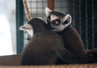 Fototapeta premium The ring-tailed lemur is a medium to larger-sized strepsirrhine primate and the most internationally recognized lemur species, owing to its long, black-and-white, ringed tail 