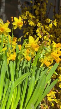 Spring flowers yellow daffodils, hyacinths and forsythia, vertical video.