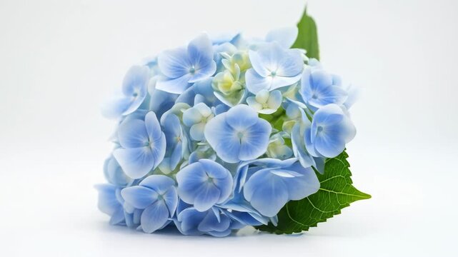 A serene cluster of blue hydrangea flowers with lush green leaves against a white background