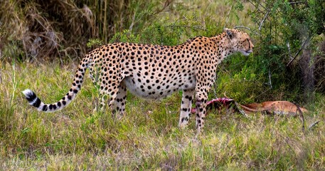 Cheetah with prey in a hidden bush in the Savannah of the Amboseli national park in Kenya © Erich